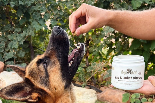 German Shepherd looking up with its mouth open as a hand offers a chew, beside a jar of Brody Hip & Joint Chews.