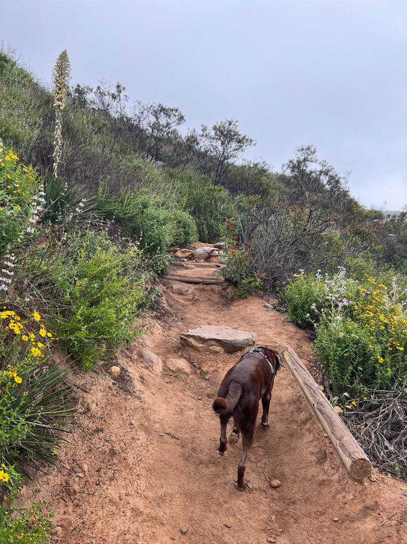 Horse walking on a dirt trail surrounded by greenery and flowers